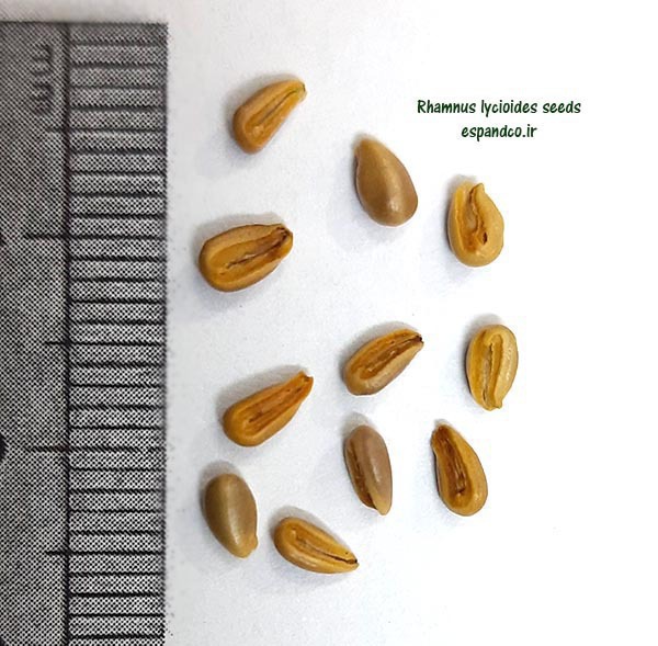  Rhamnus_lycioides_seeds 